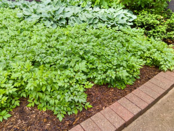 Cost of Brick Hardscaping in Denver